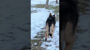 Pharaoh loves the snow