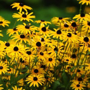 The Glover Report: Black-eyed Susans Overshadow Poverty, Needs of the People in Statewide Election Year