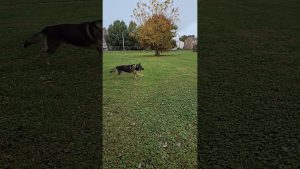 Pharaoh, running like a young boy! #14yrsold