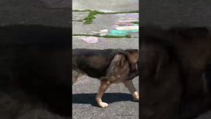 14-year-old German Shepherd gets in a quick sprint. Go, Pharaoh! Go! #germanshepherd #running
