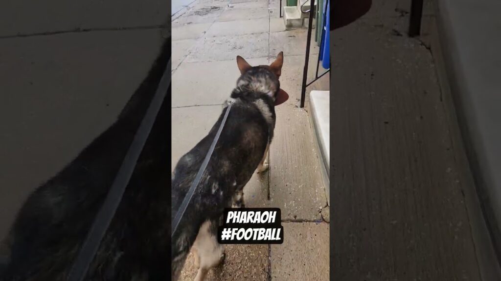 My main apple scrapple My main apple scrapple