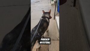 My main apple scrapple